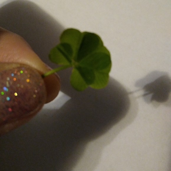 🍀 Real Wild Five 5 Leaf Clover Rare Luck REAL Found 4/26/23 in USA yard Lucky - Picture 10 of 17
